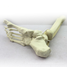TF06 (12317) Os synthétiques - Squelette du membre inférieur (droit ou gauche), modèles SWABone / tibia + fibula + squelette du pied